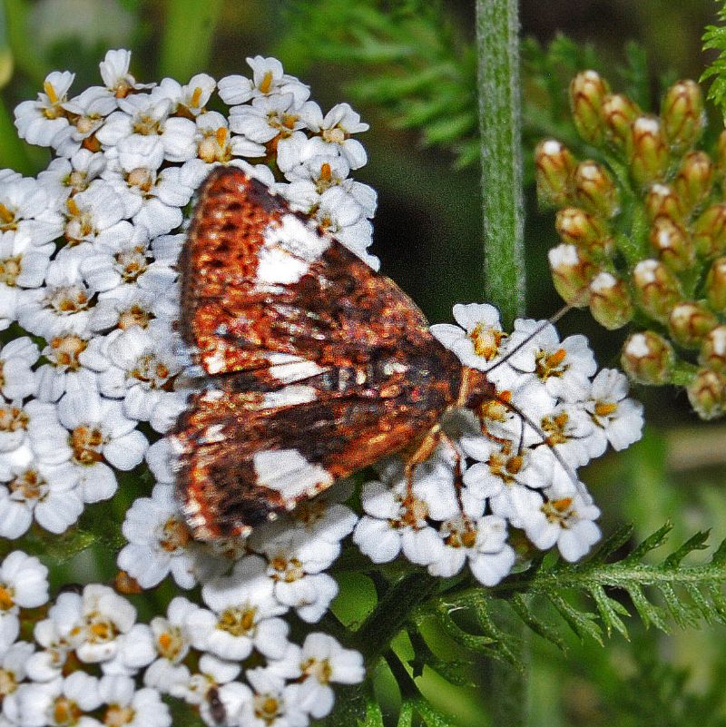 Un poco sfocata: Tyta luctuosa (Noctuidae)